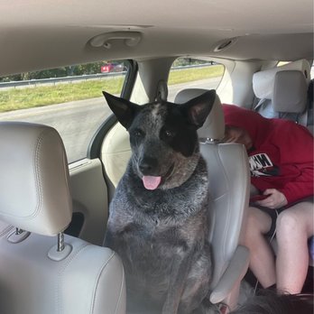 UF Pet Emergency Treatment Services - Chief. The gum culprit. - Veterinarians Near Me - Ocala, Florida UF Pet Emergency Treatment Services - Chief. The gum culprit. - Veterinarians Near Me - Ocala, Florida