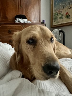 Armour Veterinary Ophthalmology