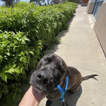 Dogtopia - Pet Boarding Near Me - Upland, California