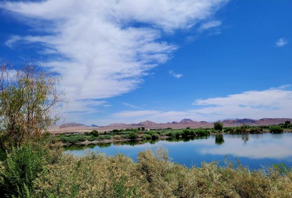 Henderson Bird Viewing Preserve by null