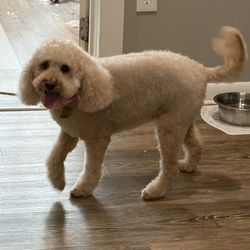 Kelly’s Pet Grooming