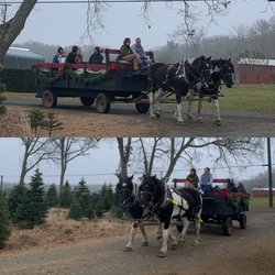 Hartikka Tree Farms - Horse drawn carriage ride