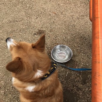 Rodeo Goat - They even gave him a water bowl - Burgers Near Me - Houston, Texas Rodeo Goat - They even gave him a water bowl - Burgers Near Me - Houston, Texas