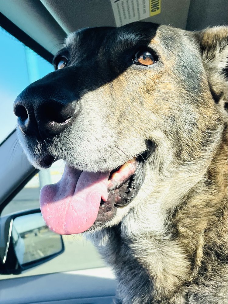 MIDTOWN VETS Updated August 2024 37 Photos & 32 Reviews 231 NW