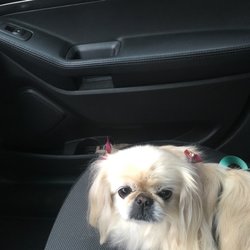 Pro Grooming