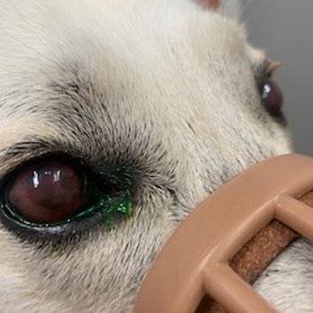 Stayner Pet Centre - He has lost vision in both eyes but his right eye has lost complete vision. - Pet Stores Near Me - Stayner, Ontario