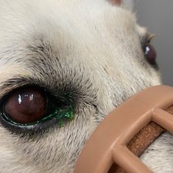 Stayner Pet Centre - He has lost vision in both eyes but his right eye has lost complete vision.