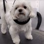 Walk With Me Mobile Dog Grooming