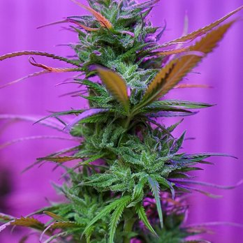 Medicalm - Nature's Medicine - Medical Cannabis Referrals Near Me - Kennett Square, Pennsylvania Medicalm - Nature's Medicine - Medical Cannabis Referrals Near Me - Kennett Square, Pennsylvania