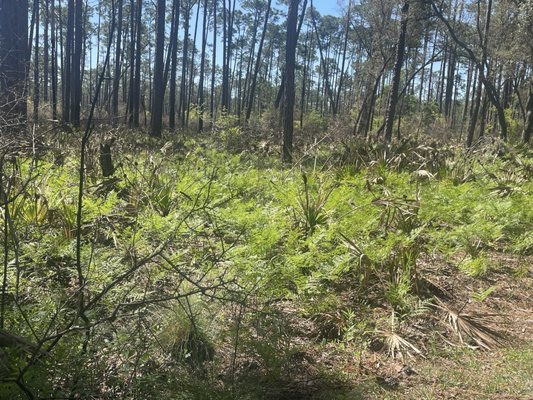 Tarkiln Bayou Preserve State Park by null