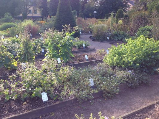 Linnaeus garden by null