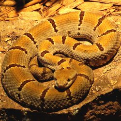 Chiricahua Desert Museum - Amazing reptiles