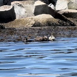 Sea otter with pup on her belly Sea otter with pup on her belly