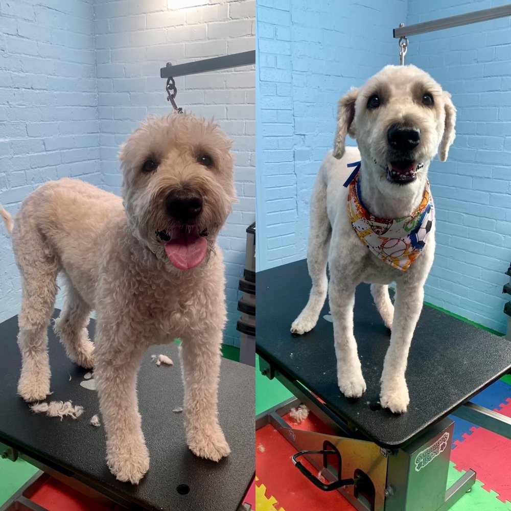 FAMILY POOCH Updated September 2024 18 Photos 64 Fraser Avenue