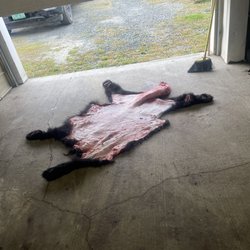 Prues Custom Cutting Smokehouse and Market - Bear hide with salt applied
