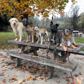 Happy K-Nine - Training dogs posing - Pet Training Near Me Happy K-Nine - Training dogs posing - Pet Training Near Me