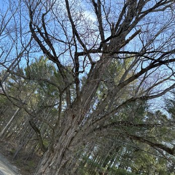 Off The Top Tree Service - Tree Services Near Me - Fairfax, Vermont Off The Top Tree Service - Tree Services Near Me - Fairfax, Vermont