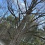 Off The Top Tree Service