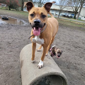Paladin Pet Services - Annie and her best friend, Perci, learn how to balance and pose at the park! - Pet Training Near Me