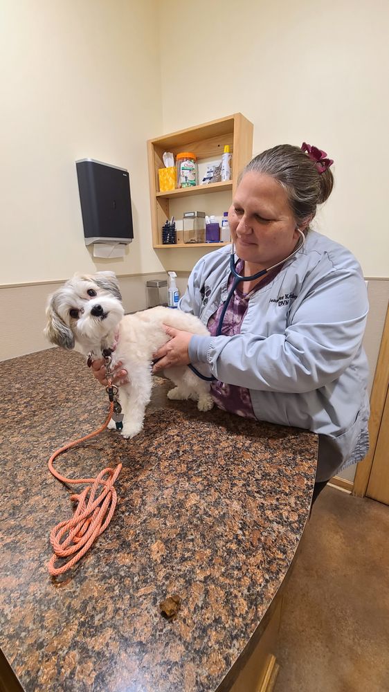 Streetsboro Veterinary Center - pet boarding facility in Streetsboro, OH