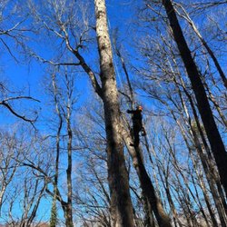 Bee's Tree And Stump Removal