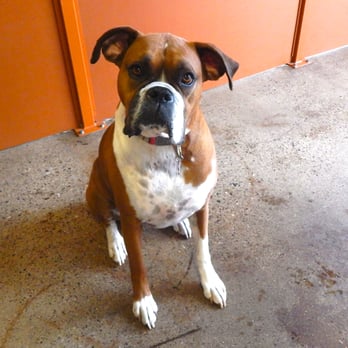 Camp Bow Wow - Pet Sitting Near Me - Philadelphia, Pennsylvania Camp Bow Wow - Pet Sitting Near Me - Philadelphia, Pennsylvania