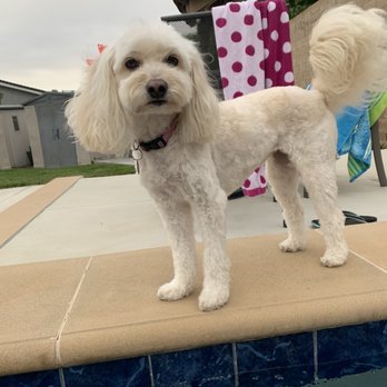 iPet Grooming - Pet Groomers Near Me - San Dimas, California iPet Grooming - Pet Groomers Near Me - San Dimas, California