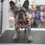 Photo of Puppylicious Pet Grooming Salon