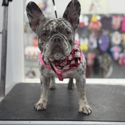 Puppylicious Pet Grooming Salon