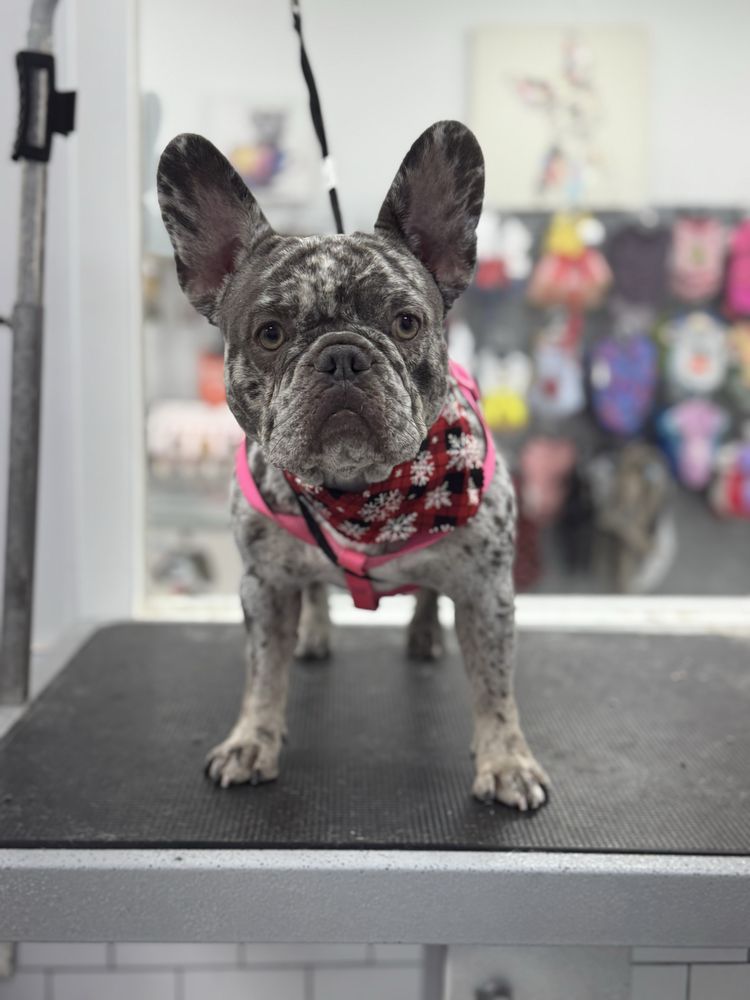 Puppylicious Pet Grooming Salon & Academy - pet boarding facility in Coconut Creek, FL
