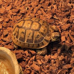 HERPS Exotic Reptile And Pet Shop