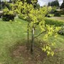 Photo of Luis Tree Service