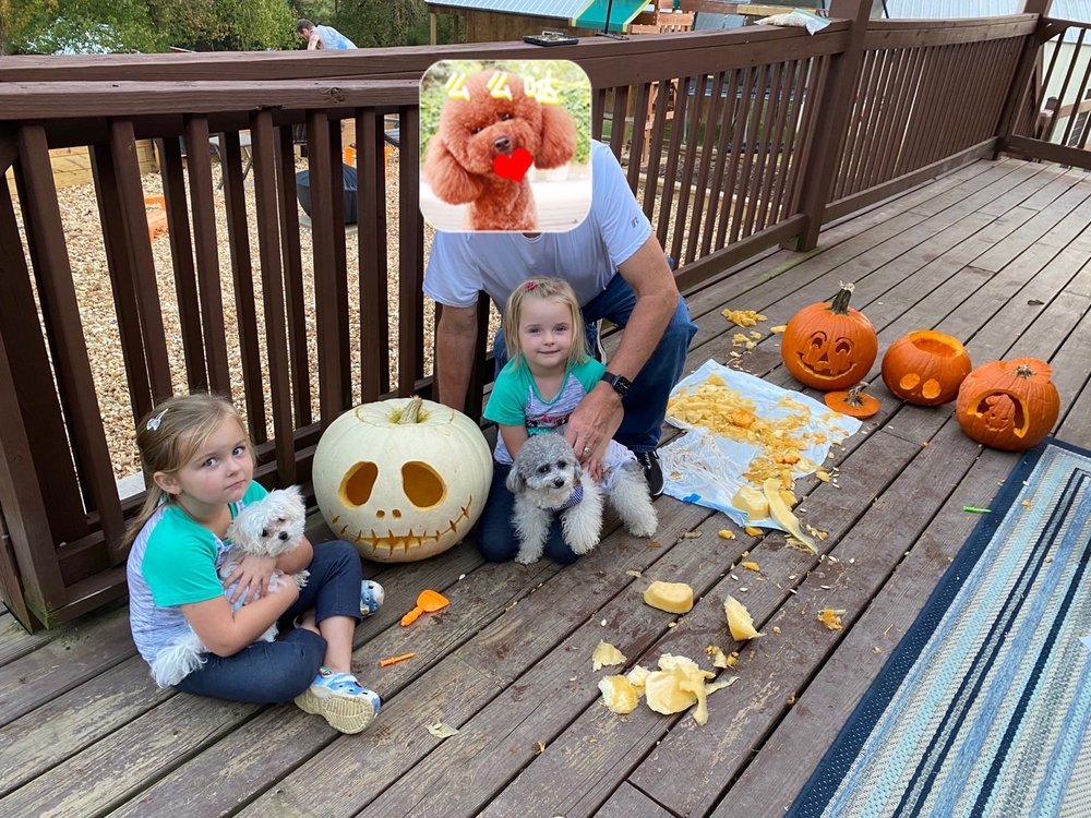 JACO KENNEL Updated October 2024 46 Photos & 10 Reviews 8504 N