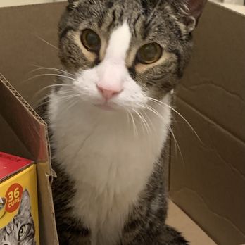 Capital Cat Sitters - Pet Sitting Near Me - Washington, DC, District of Columbia