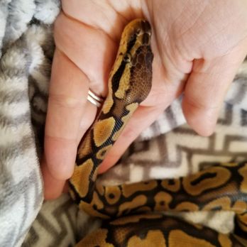 The Serpentarium - Our 8 month old male ball python, a pastel named Sebastien - Pet Stores Near Me - Stockton, California The Serpentarium - Our 8 month old male ball python, a pastel named Sebastien - Pet Stores Near Me - Stockton, California
