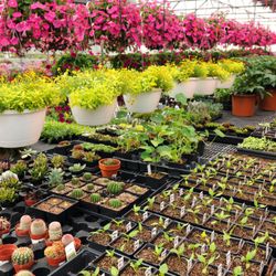 Phoenix Wellness Nursery