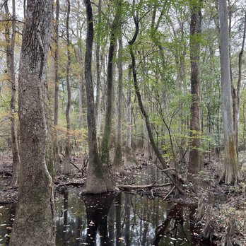 Congaree National Park - Parks Near Me - Hopkins, South Carolina
