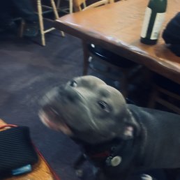 Bar dog