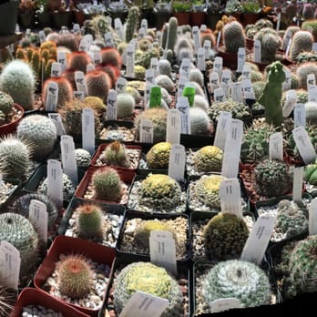Desert Creations Nursery - so many choices from big and small - Gift Shops Near Me - Northridge, California Desert Creations Nursery - so many choices from big and small - Gift Shops Near Me - Northridge, California