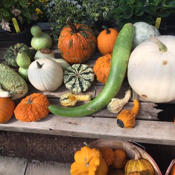 Walker Farm - a variety of pumpkins and gourds - Fruits & Veggies Near Me - Brattleboro, Vermont