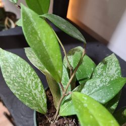 Vedas Plant Shop