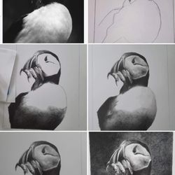 Bay Area Art School - Here's my daughter's drawing of a puffin done in Mr. B's class