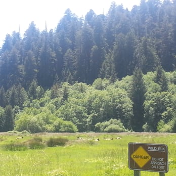 Elk Meadow - No elk fights today, just lazy elk - Parks Near Me - Orick, California