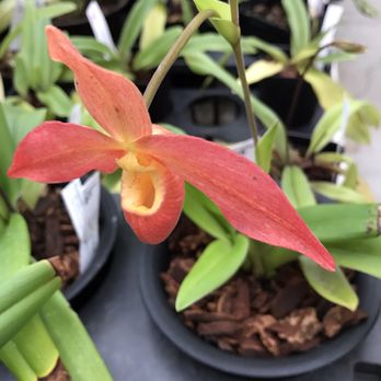 Swansons Nursery - Orchid show. - Nurseries & Gardening Near Me - Seattle, Washington Swansons Nursery - Orchid show. - Nurseries & Gardening Near Me - Seattle, Washington