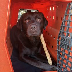 Tractor Supply - Boog(the lab) after his bath!