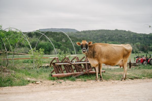 Sovereignty Ranch by null