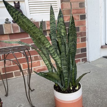 Beno’s Flowers - Mother-in-laws tongue (snake plant) - Nurseries & Gardening Near Me - Iowa City, Iowa Beno’s Flowers - Mother-in-laws tongue (snake plant) - Nurseries & Gardening Near Me - Iowa City, Iowa