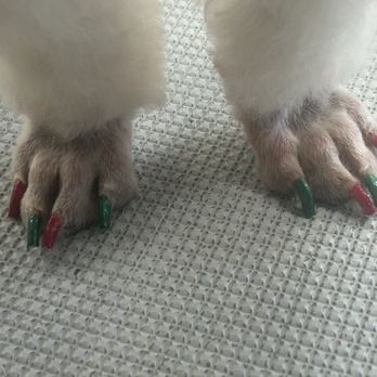Ambers Mutt Hut - Pet Groomers Near Me - Golden Valley, Arizona