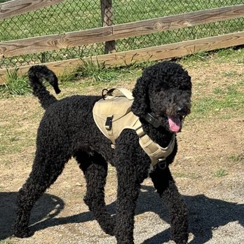Henry's Bakery & Deli - Dog park - Delis Near Me - Corryton, Tennessee Henry's Bakery & Deli - Dog park - Delis Near Me - Corryton, Tennessee