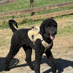 Henry's Bakery & Deli - Dog park
